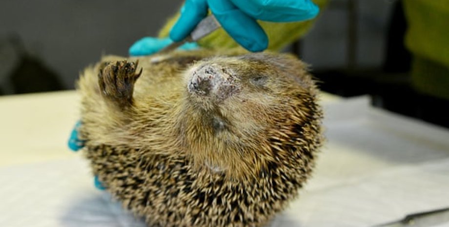 Еж Торвальд