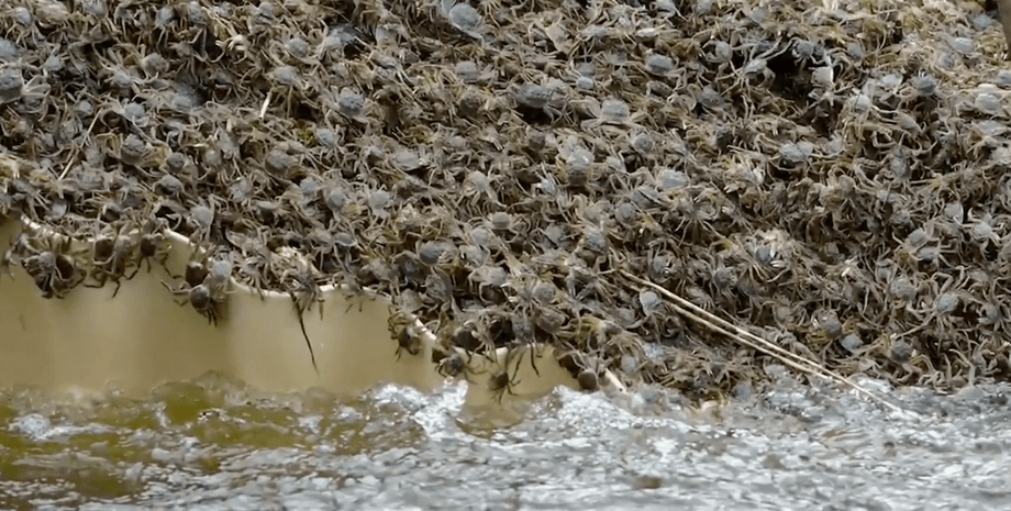 вторжение крабов, миллиарды крабов, берега Эльбы, Гамбург, Германия