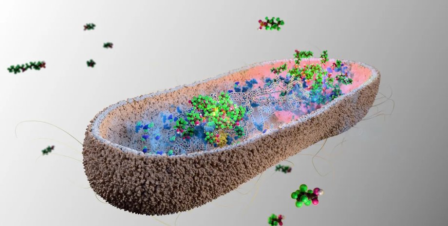 бактерии в кишечнике человека способны поглощать пфас