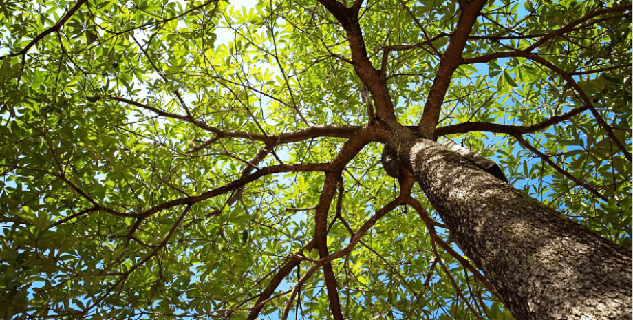 деревья, листья, небо фото