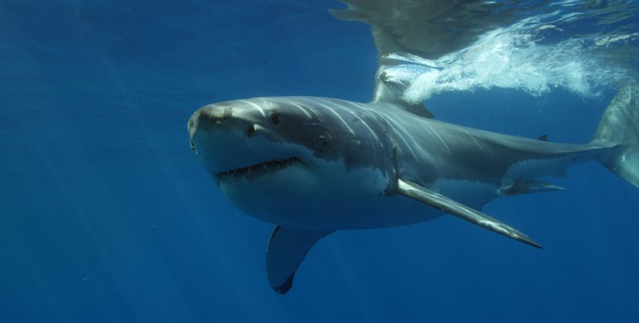 акула, белая акула, большая белая акула