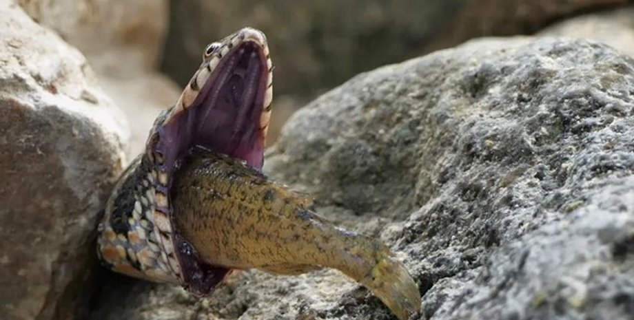 змея, змея глотает рыбу