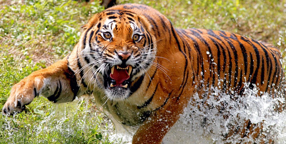 бенгальский тигр, тигрица, тигр в прыжке