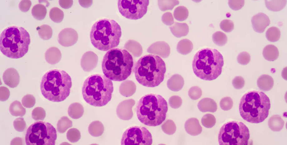 нейтрофилы, клетки крови