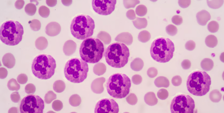 нейтрофіли, клітини крові