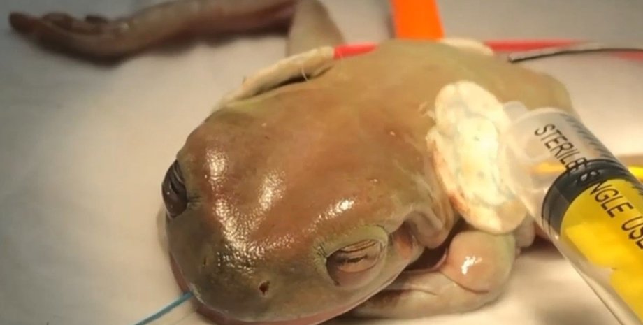 Дніпро, ветеринари, жаба, онкологія, операція,