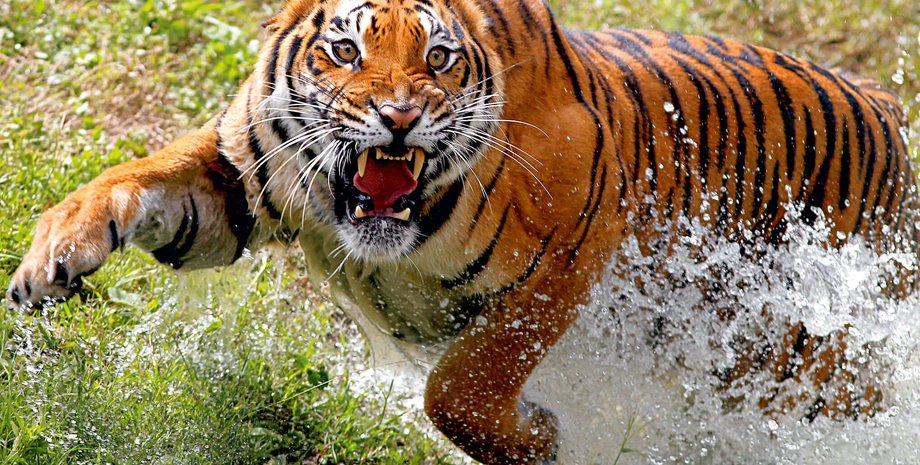 кошка, кошачьи, животное