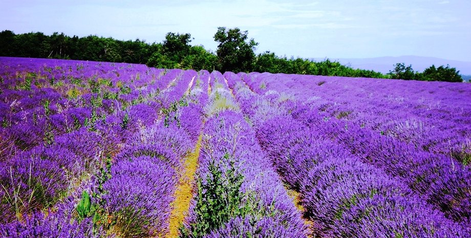 лавандовое поле, туризм, локация
