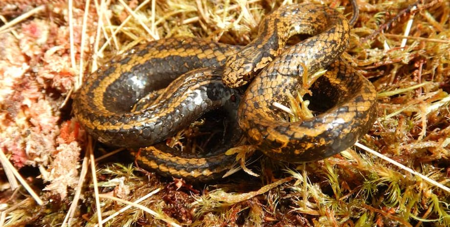 Індіана Джонс, Гаррісон Форд, актор, новий вид, довкілля, змія, павук, мураха, навколишнє середовище