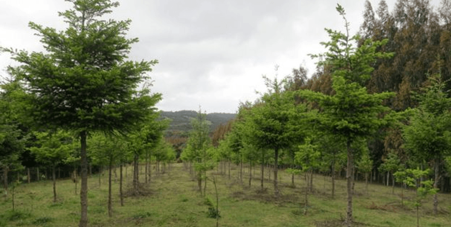 Сосновая плантация в Чили. Фото: ROBERT HEILMAYR