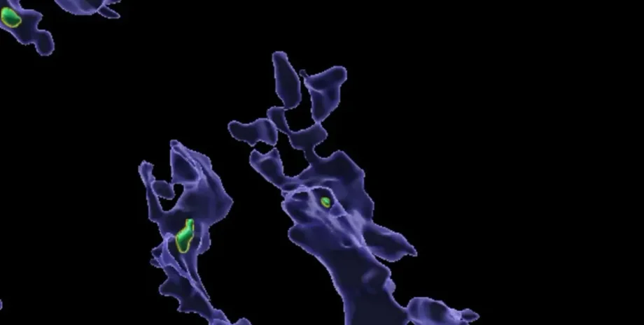 Мікропластик може впливати на імунну систему