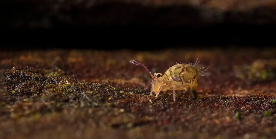 ногохвостки, насекомые, насекомые ногохвостки