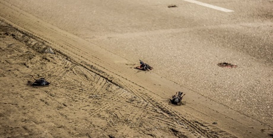 Фото: dp.informator.ua