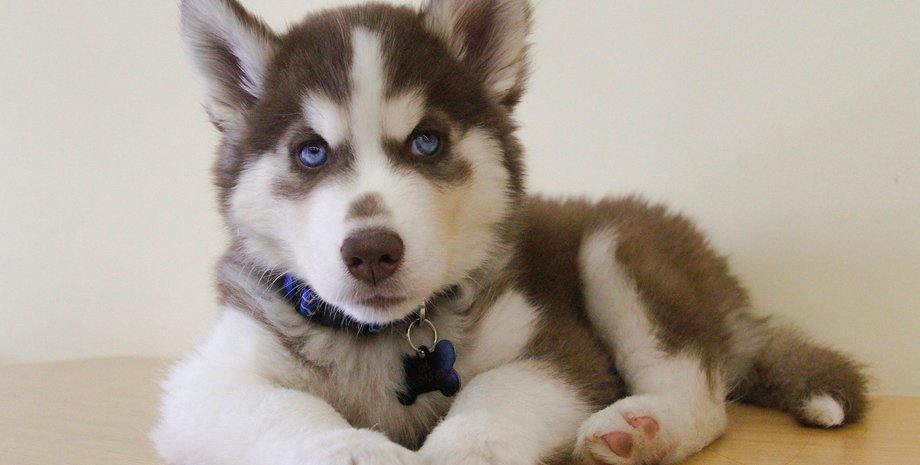 собаки, щенки, уход, люди