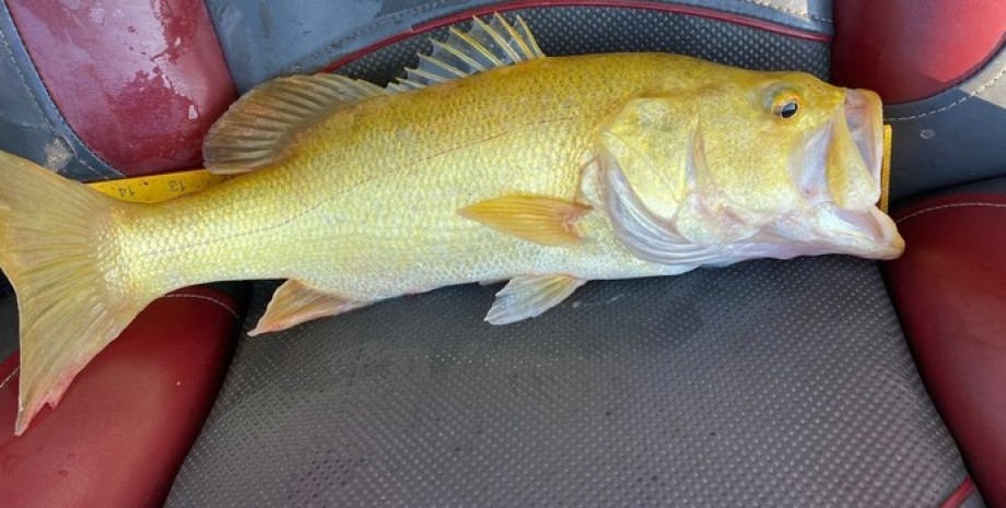 Рідкісна "золота" рибка
