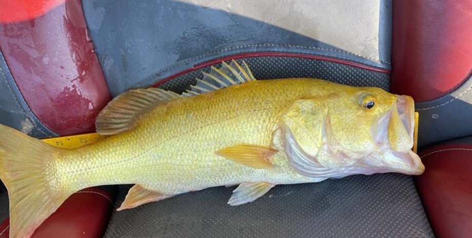 Редкая "золотая" рыбка