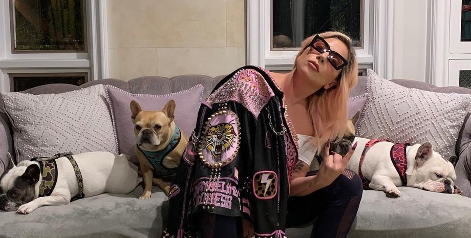 леди гага, бульдоги, собаки, питомцы