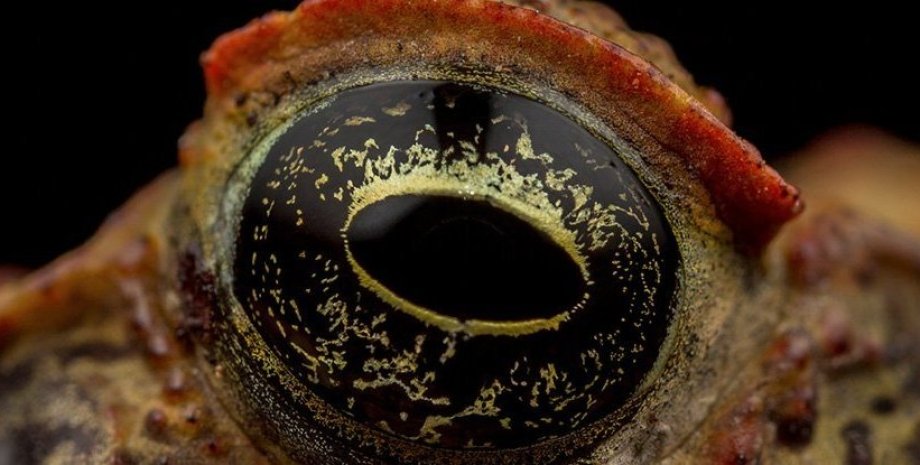 жаба-ага, глаз, фото