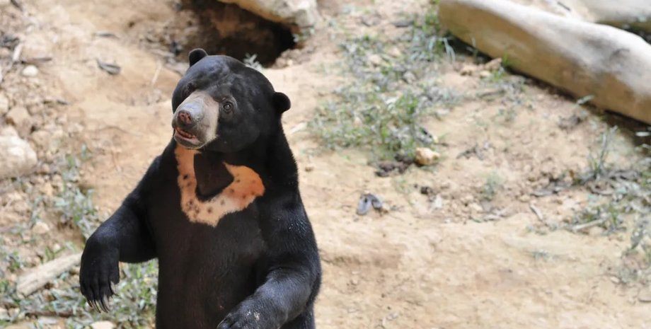 солнечные медведи, медведи