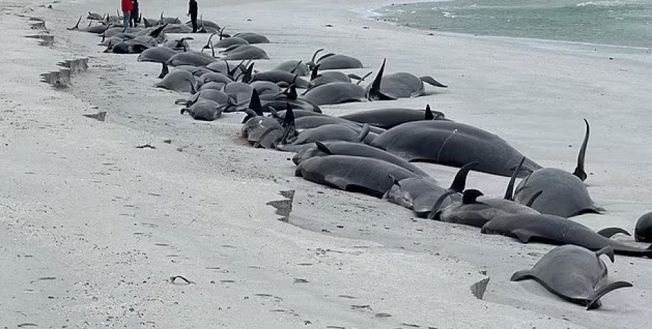 масова загибель китів, масова загибель гринд