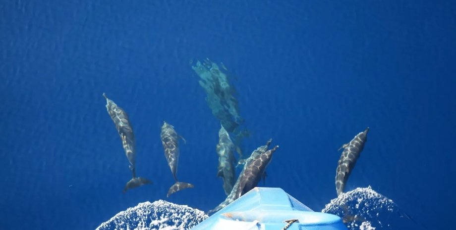 дельфіни, дельфіни хвиля