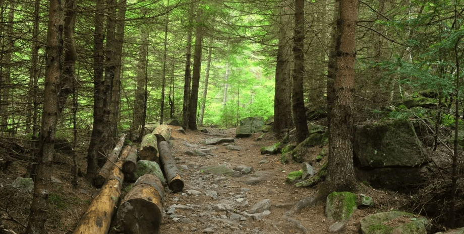 лес, улавливание углерода, леса углерод