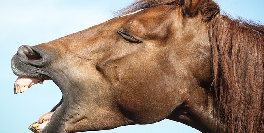 лошадь, морд лошади