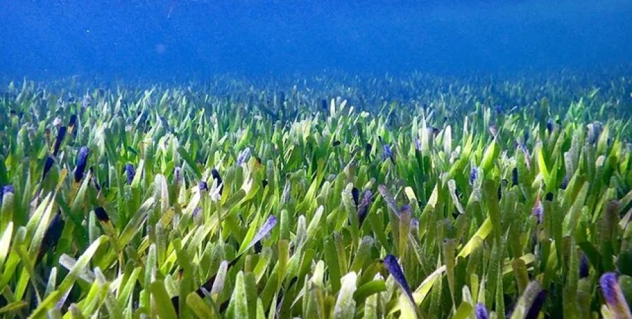 Морской луг является самым большим растением на планете луг, луг водорослей, морской луг