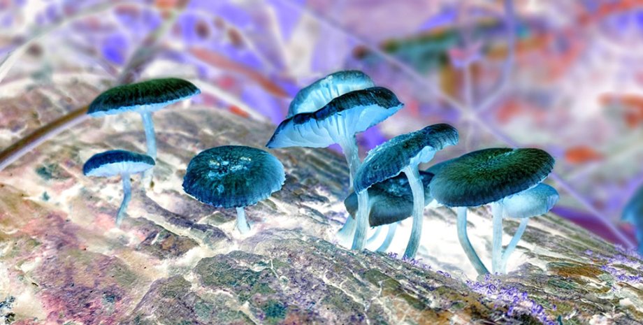 галлюциногенные грибы