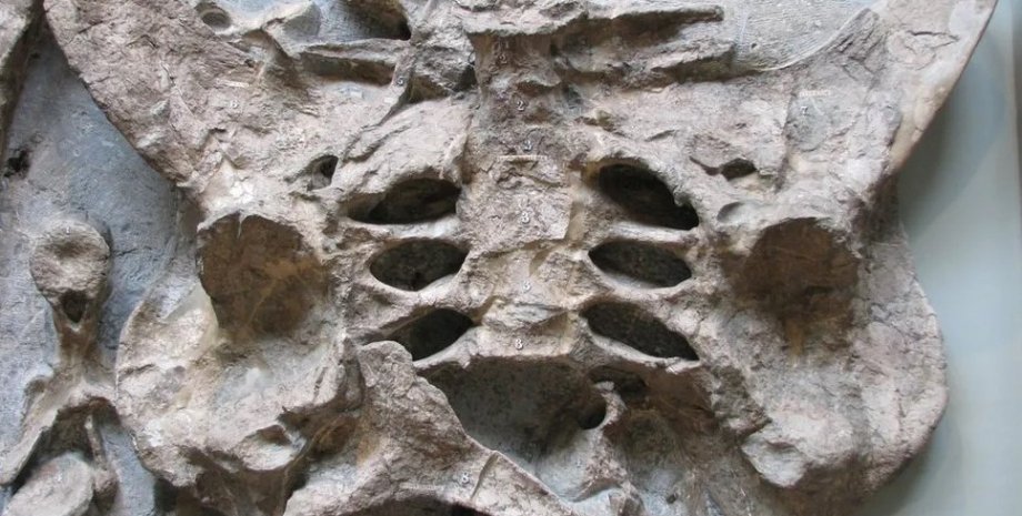 стегозавр, кости стегозавра, останки стегозавра