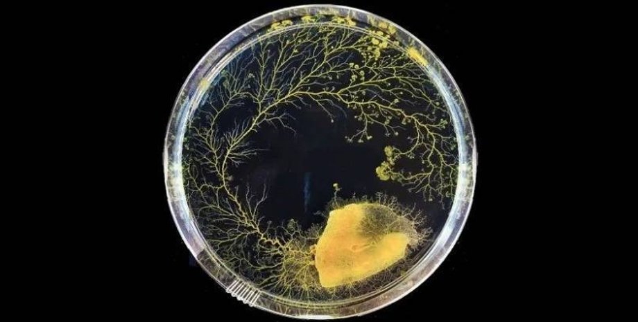 плесень, слизь, снимок