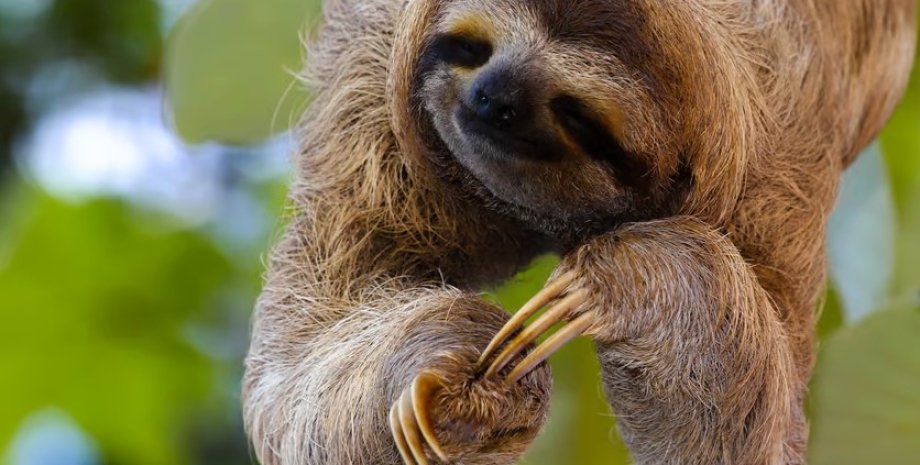 ленивое животное ленивец ленивое животное