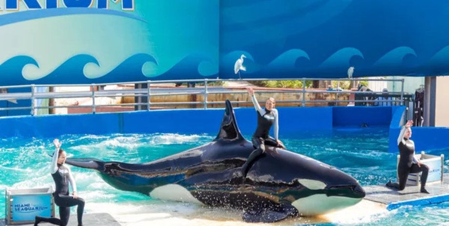 Косатка, тварина, люди, океанаріум, вистава