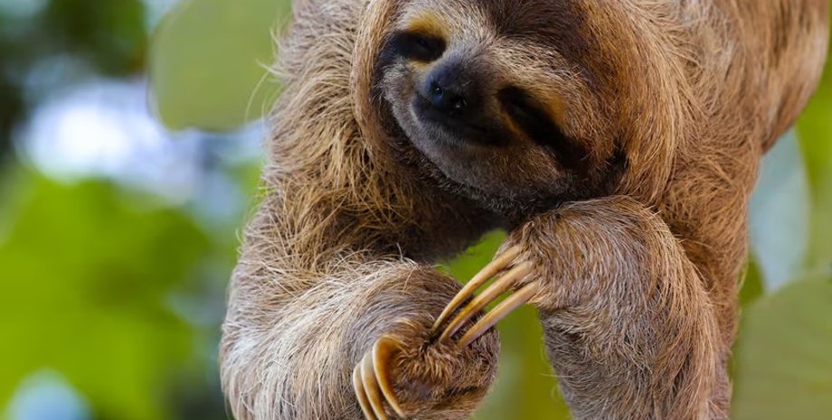 ленивое животное