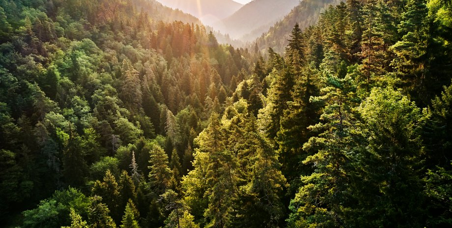 лесное разнообразие, почвенный углерод, изменения азота, сохранение разнообразия, накопление углерода, азота, лесные почвы, плодородие почв, глобальное изменение климата, древесное разнообразие, природные леса,