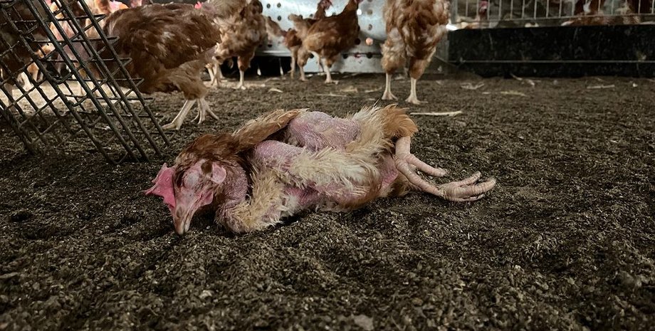 новини польщі, птахофабрика польща, кури, українці в польщі