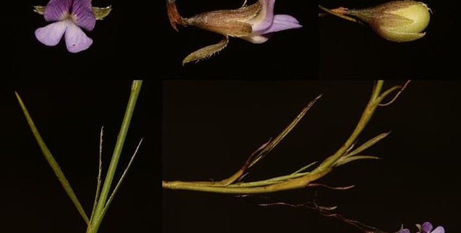 Фото:  Brian du Preez