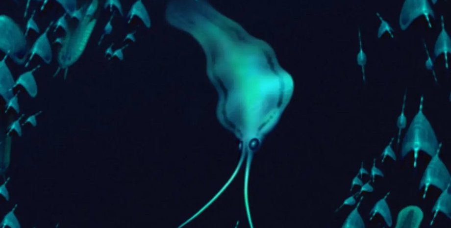 Ученые разгадали тайну кальмаров