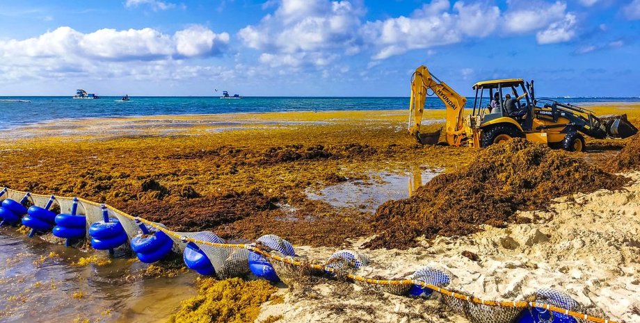 водорості атлантичний океан