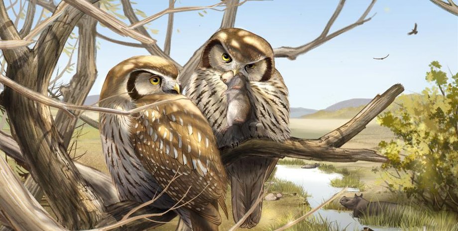 Miosurnia diurna, сова, древняя сова, вымершая сова