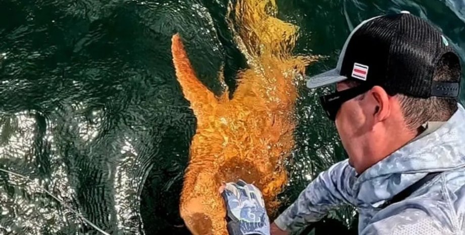 рідкісна акула-нянька в карибському морі