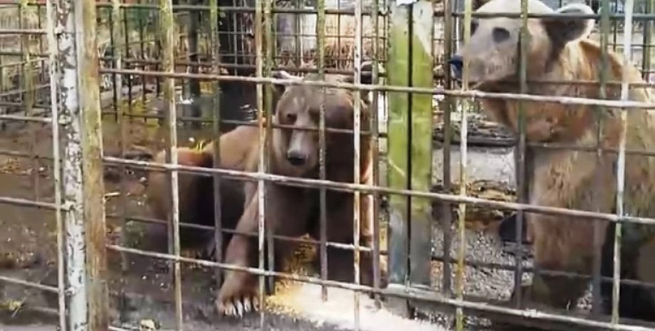 Фото: скриншот