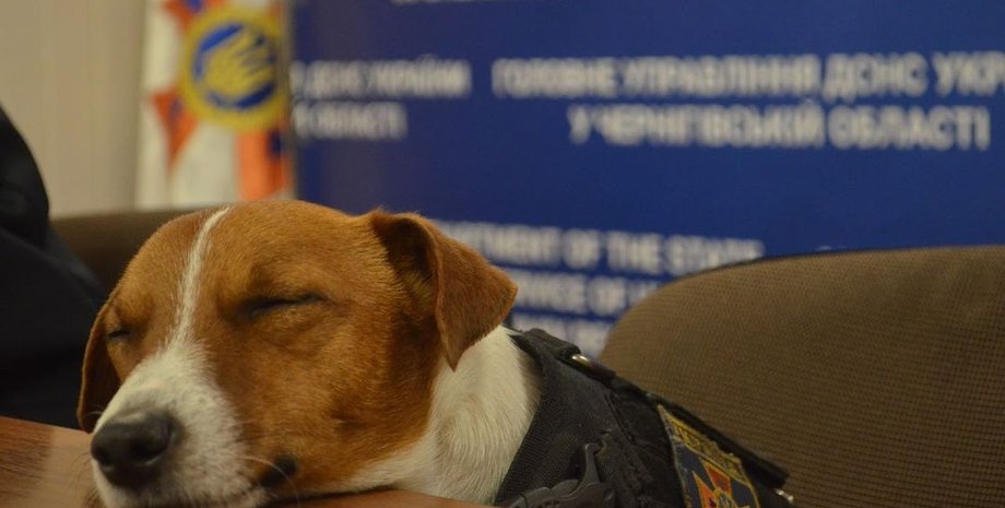 Пес Патрон, нова марка, Укрпошта випустить марку, Ігор Смілянський, розмінування України