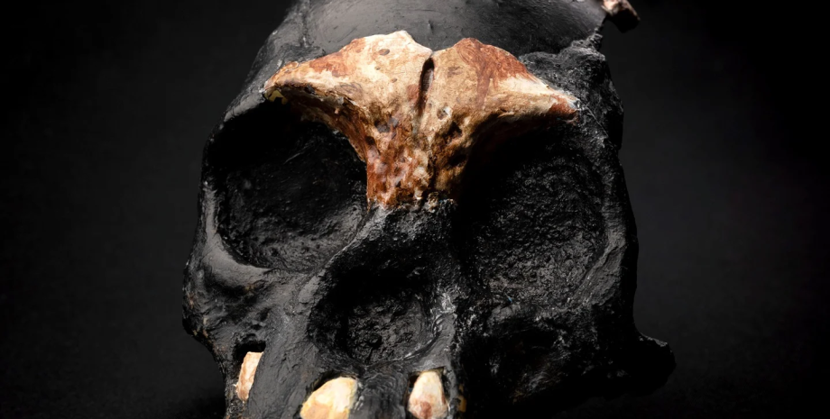 череп, південна африка, останки, Homo naledi