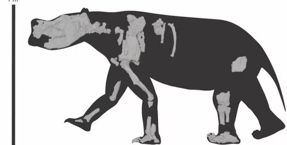 сумчатое, сумчатый гигант