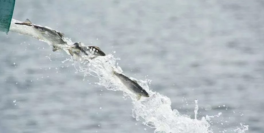 рыба, зарыбление пруда