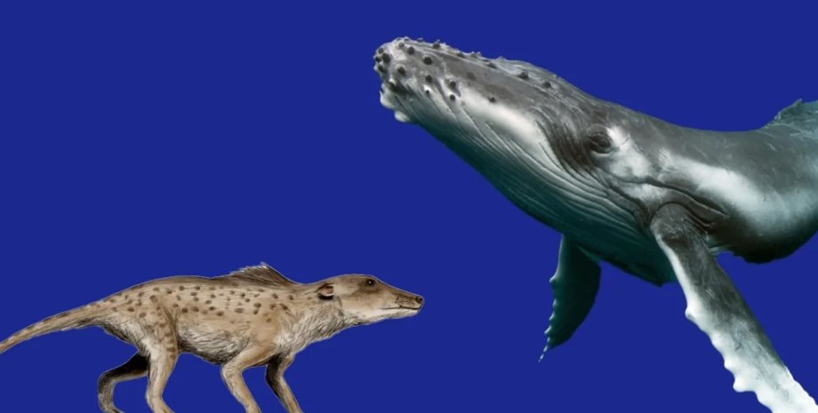 киты, эволюция китов