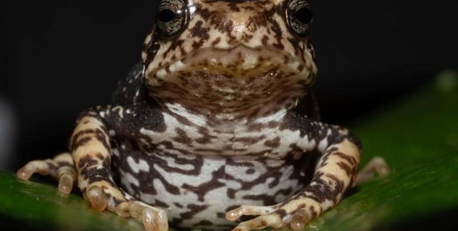 деревна жаба