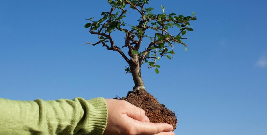 Фото: Ogorod.guru