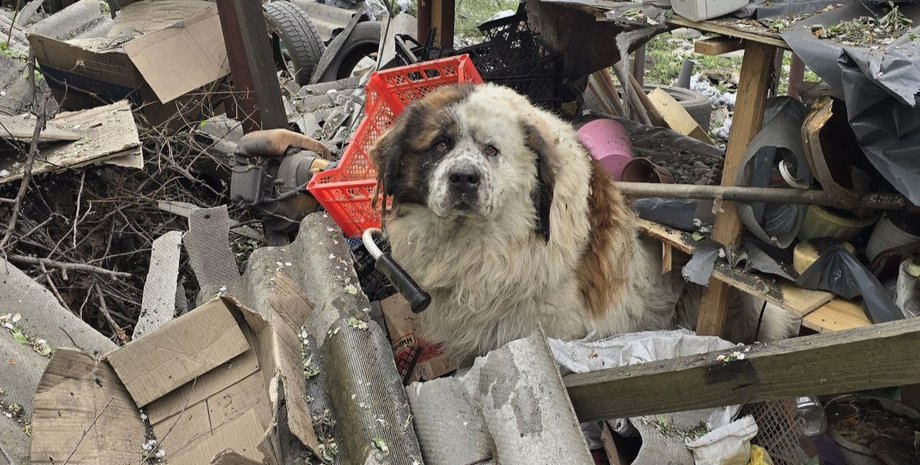 Пес Ричард, Украина, Дерегачи, фото